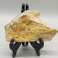 Fossilisiertes Ammonit Ammoniten Fossil auf Matrix