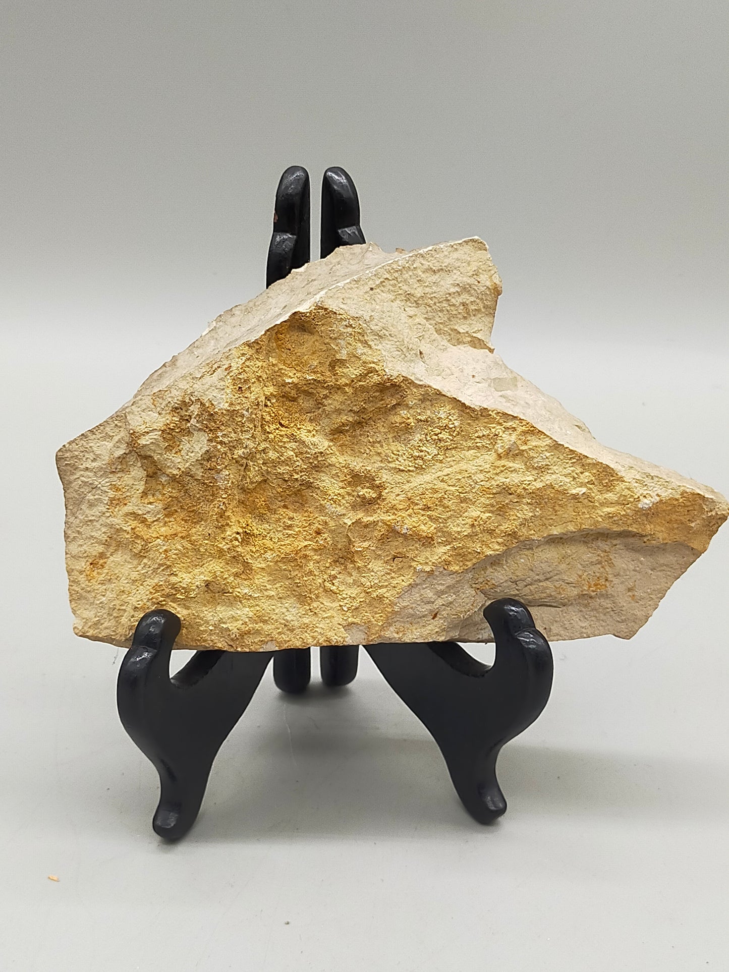 Fossilisiertes Ammonit Ammoniten Fossil auf Matrix
