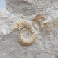 Fossilisiertes Ammonit Ammoniten Fossil auf Matrix