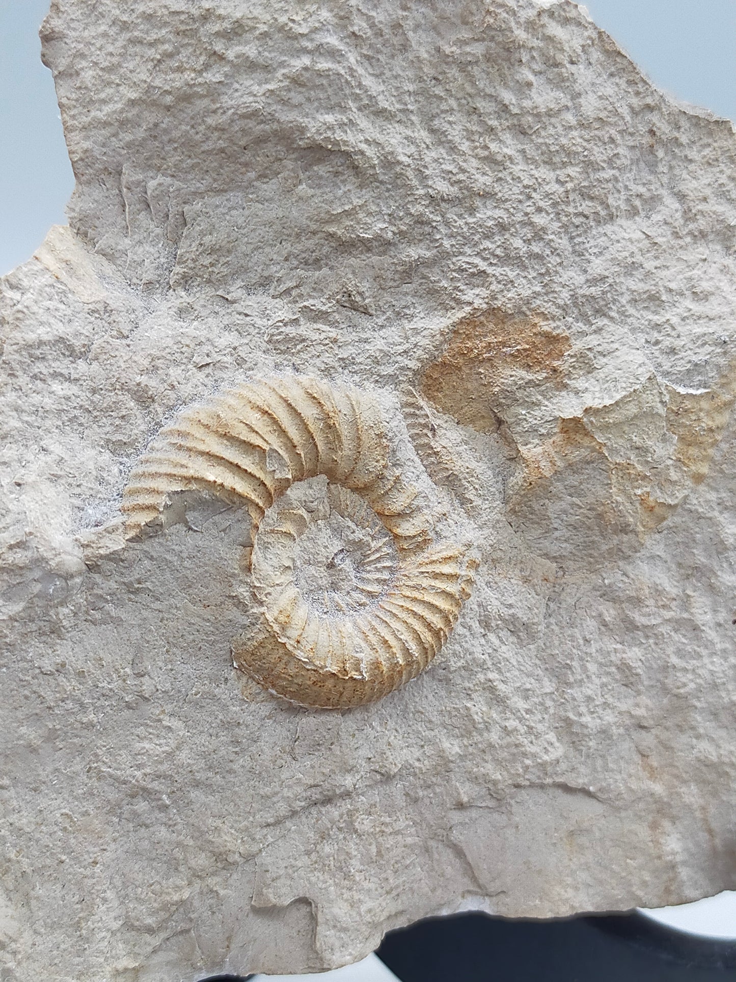 Fossilisiertes Ammonit Ammoniten Fossil auf Matrix