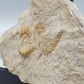 Fossilisiertes Ammonit Ammoniten Fossil auf Matrix