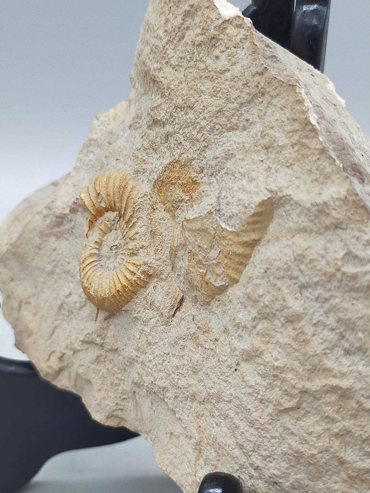Fossilisiertes Ammonit Ammoniten Fossil auf Matrix