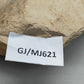 Fossilisiertes Ammonit Ammoniten Fossil auf Matrix