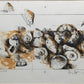 Peter Caspary (1995) Maritimes Muschel Motiv Signierte Grafik