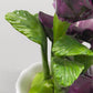 Edle Radnor Porzellan Blumen aus England