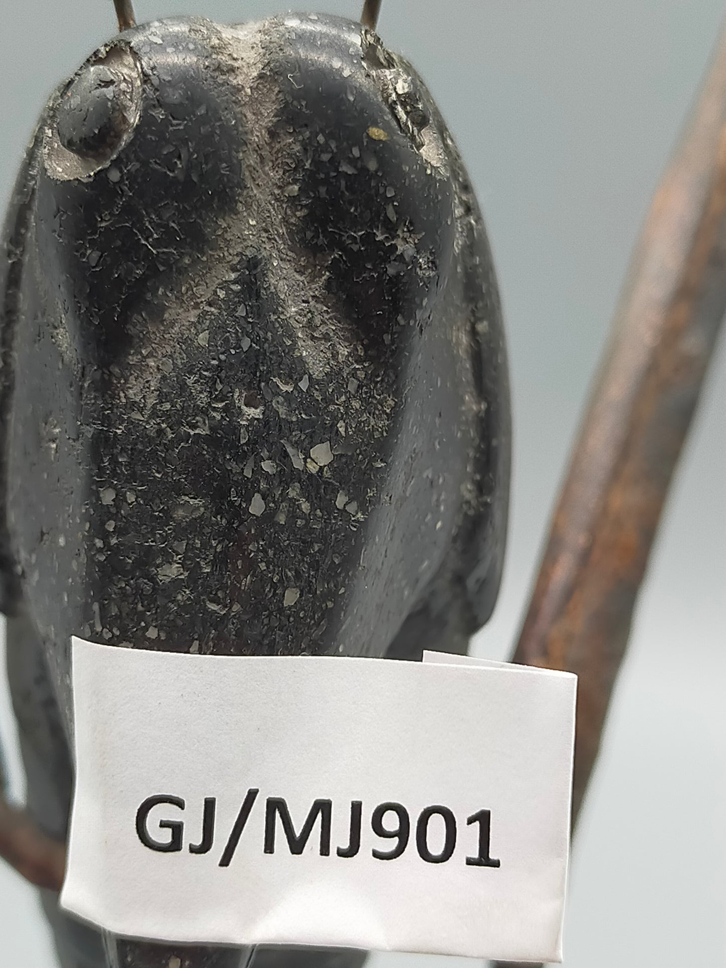 Moderne Heuschrecken Skulptur aus Metall - Kupfer Künstler AR