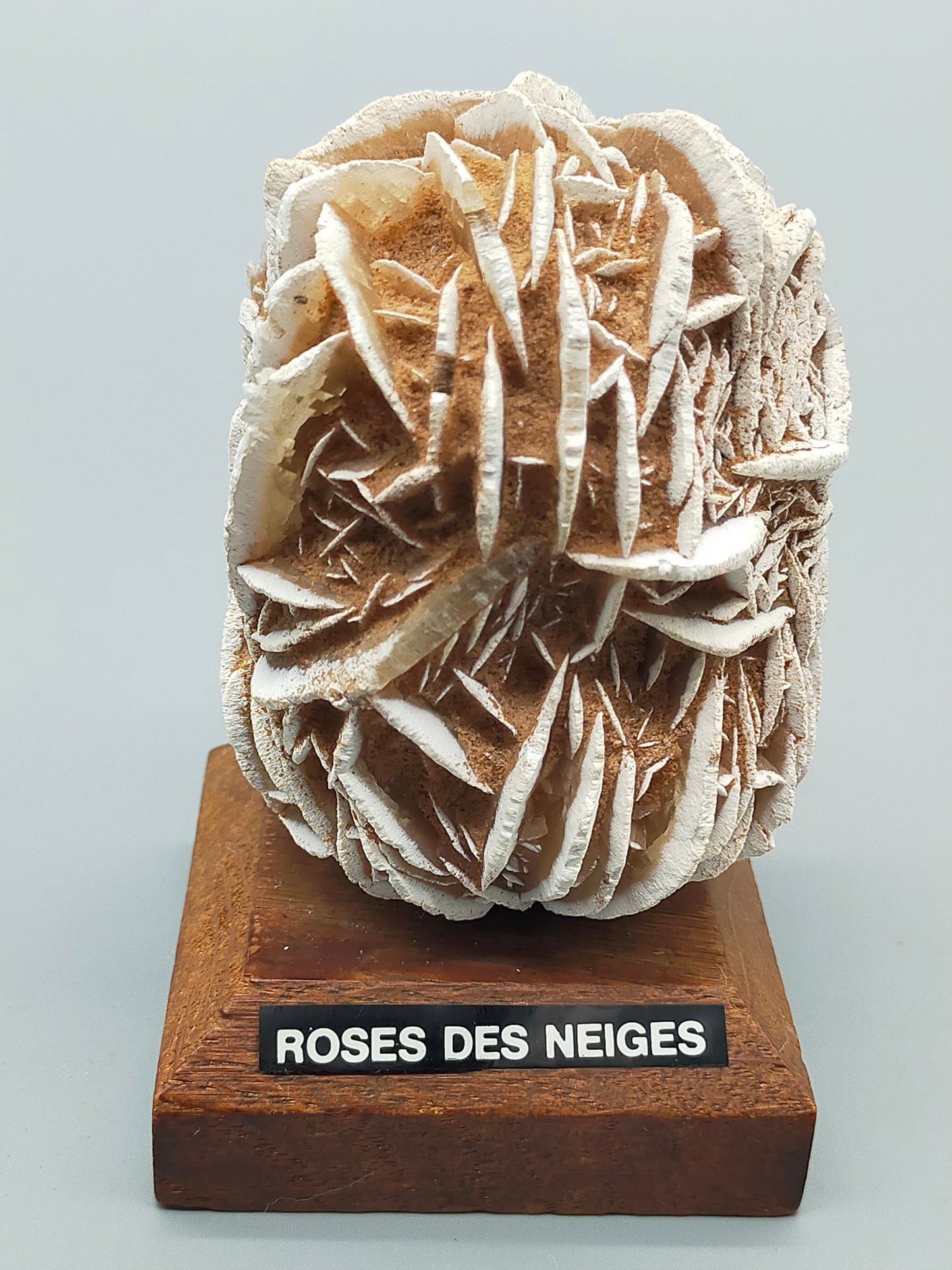 Faszinierende Rose des Neiges Mineralien Stufe