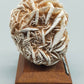 Faszinierende Rose des Neiges Mineralien Stufe
