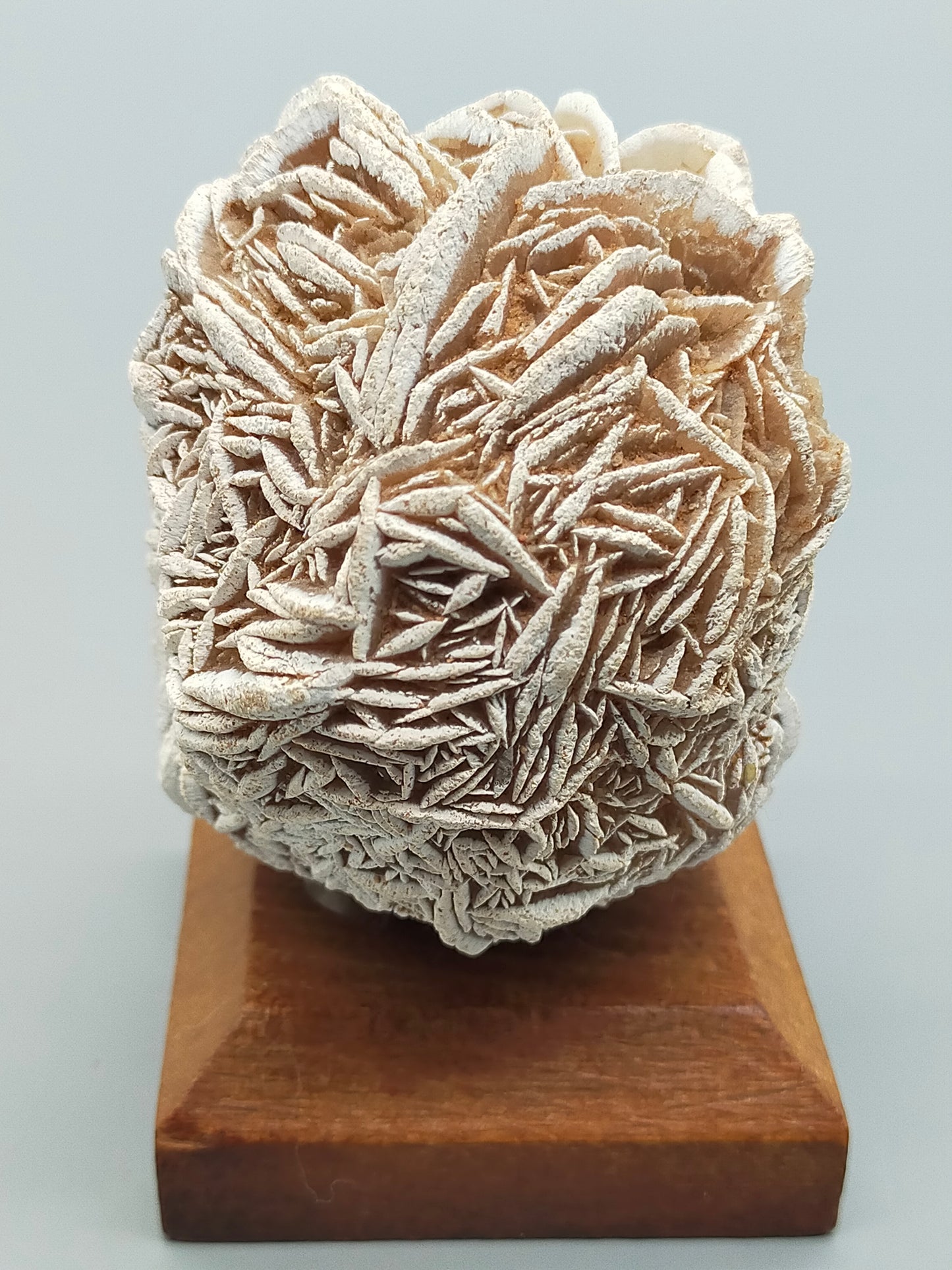 Faszinierende Rose des Neiges Mineralien Stufe