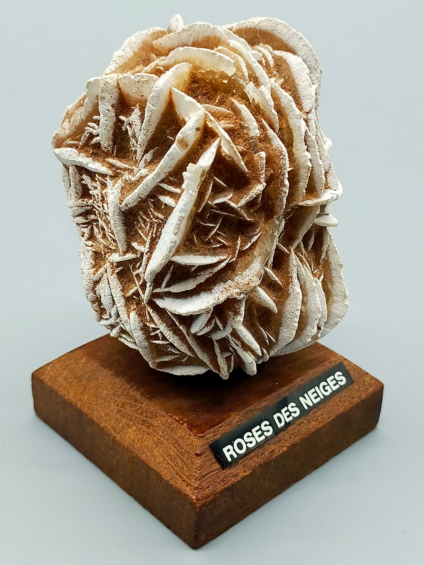 Faszinierende Rose des Neiges Mineralien Stufe