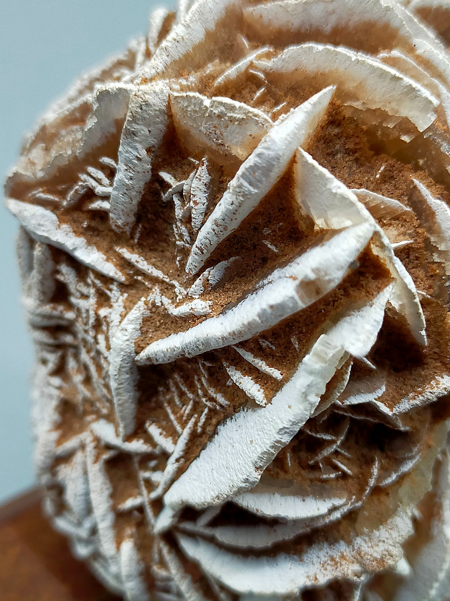 Faszinierende Rose des Neiges Mineralien Stufe