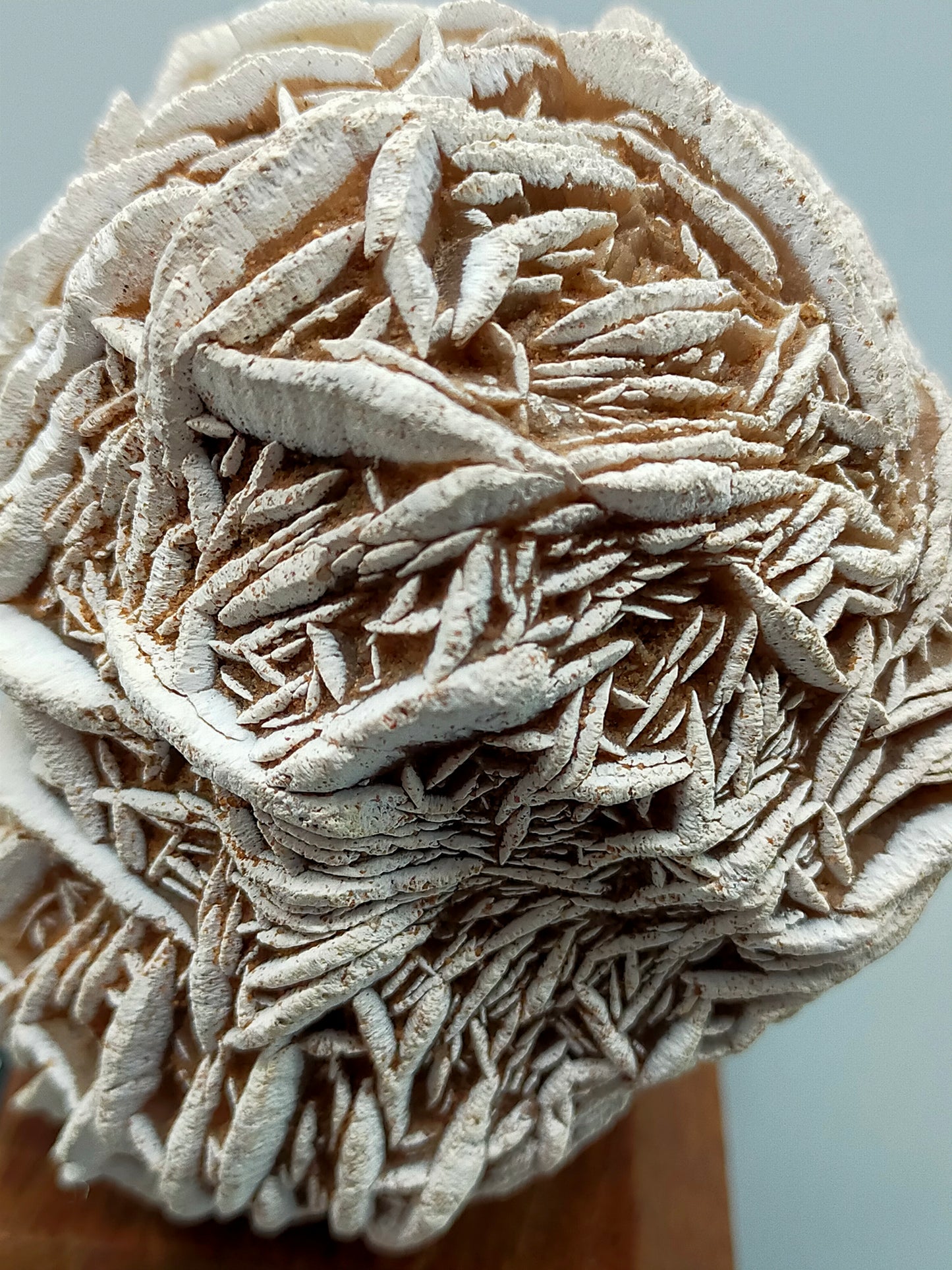 Faszinierende Rose des Neiges Mineralien Stufe