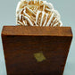 Faszinierende Rose des Neiges Mineralien Stufe