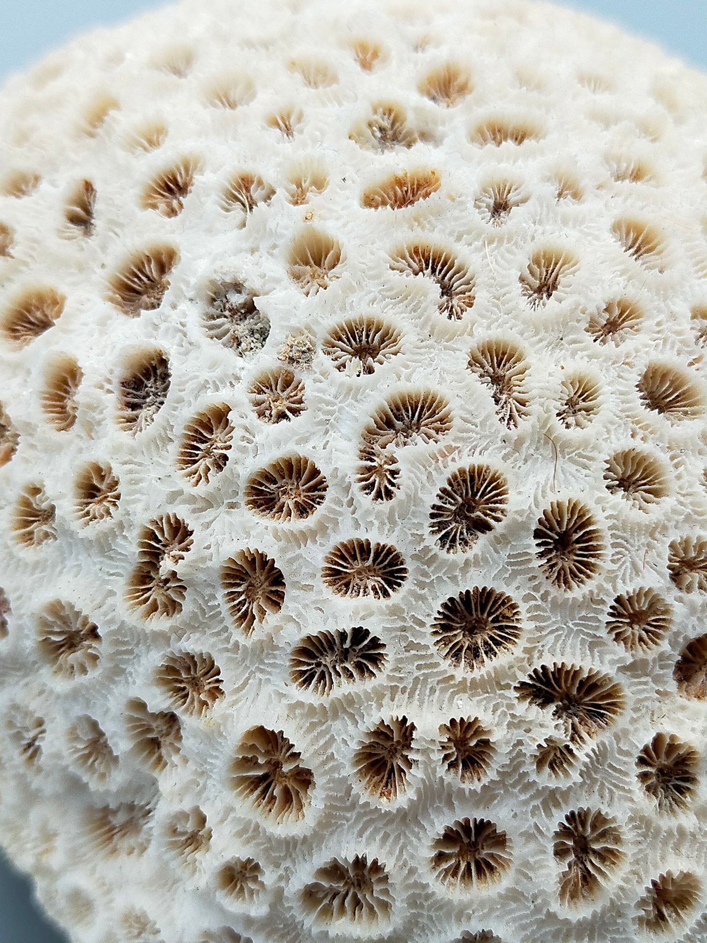 Exotische echte Koralle Naturstein Deko Objekt