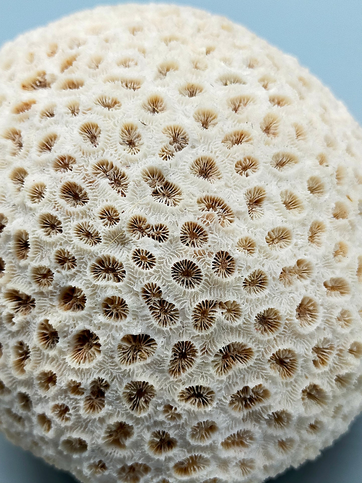 Exotische echte Koralle Naturstein Deko Objekt