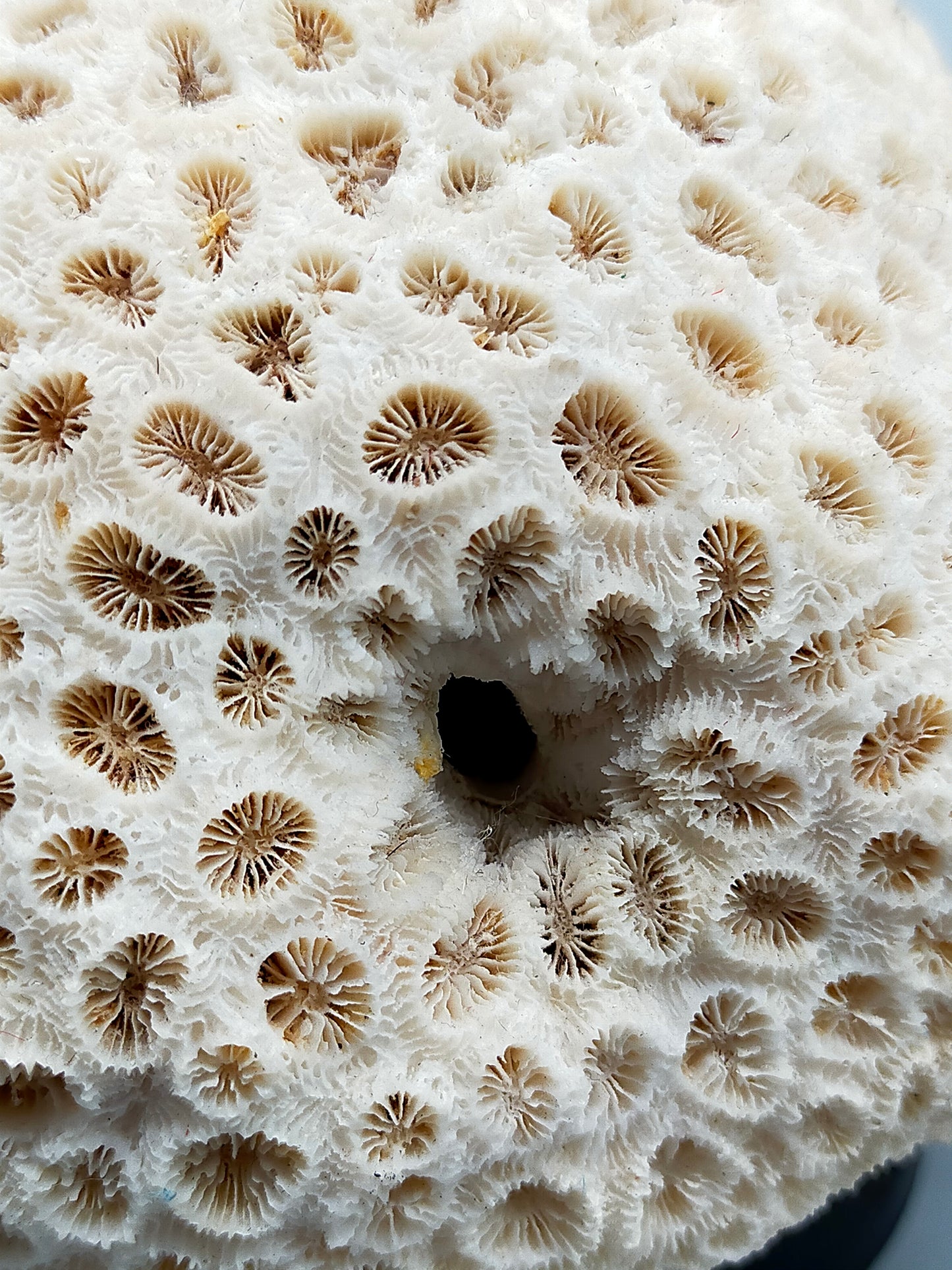 Exotische echte Koralle Naturstein Deko Objekt