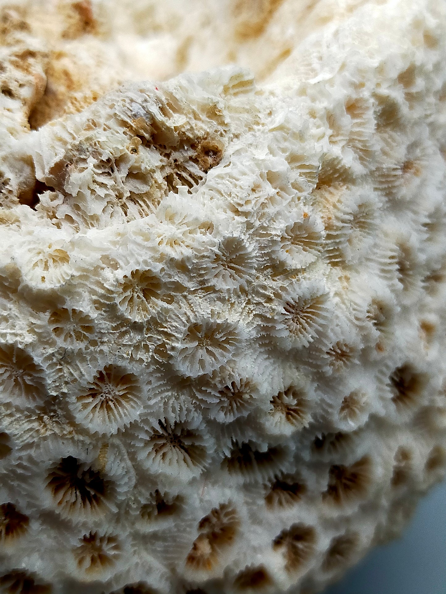 Exotische echte Koralle Naturstein Deko Objekt