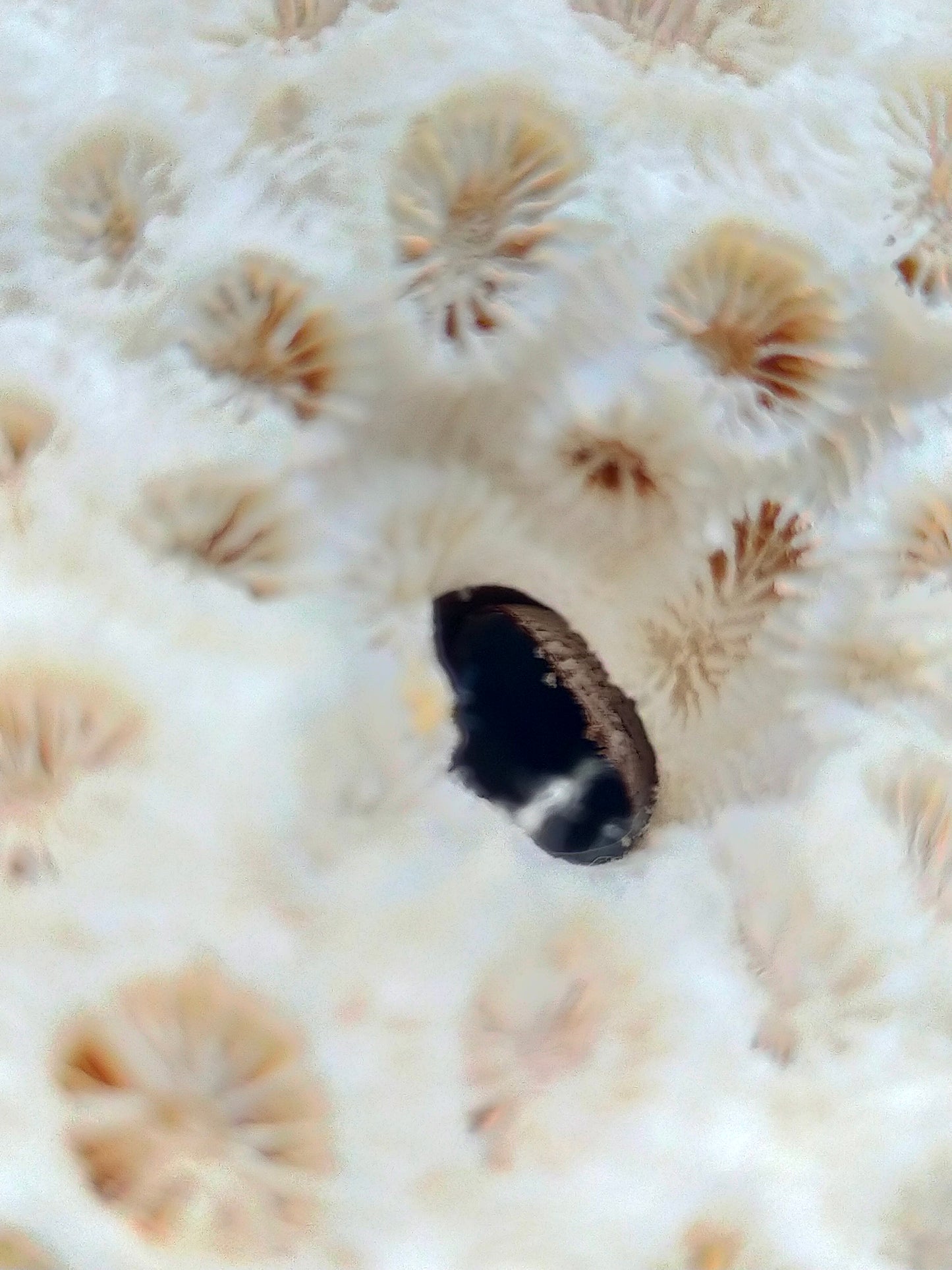 Exotische echte Koralle Naturstein Deko Objekt