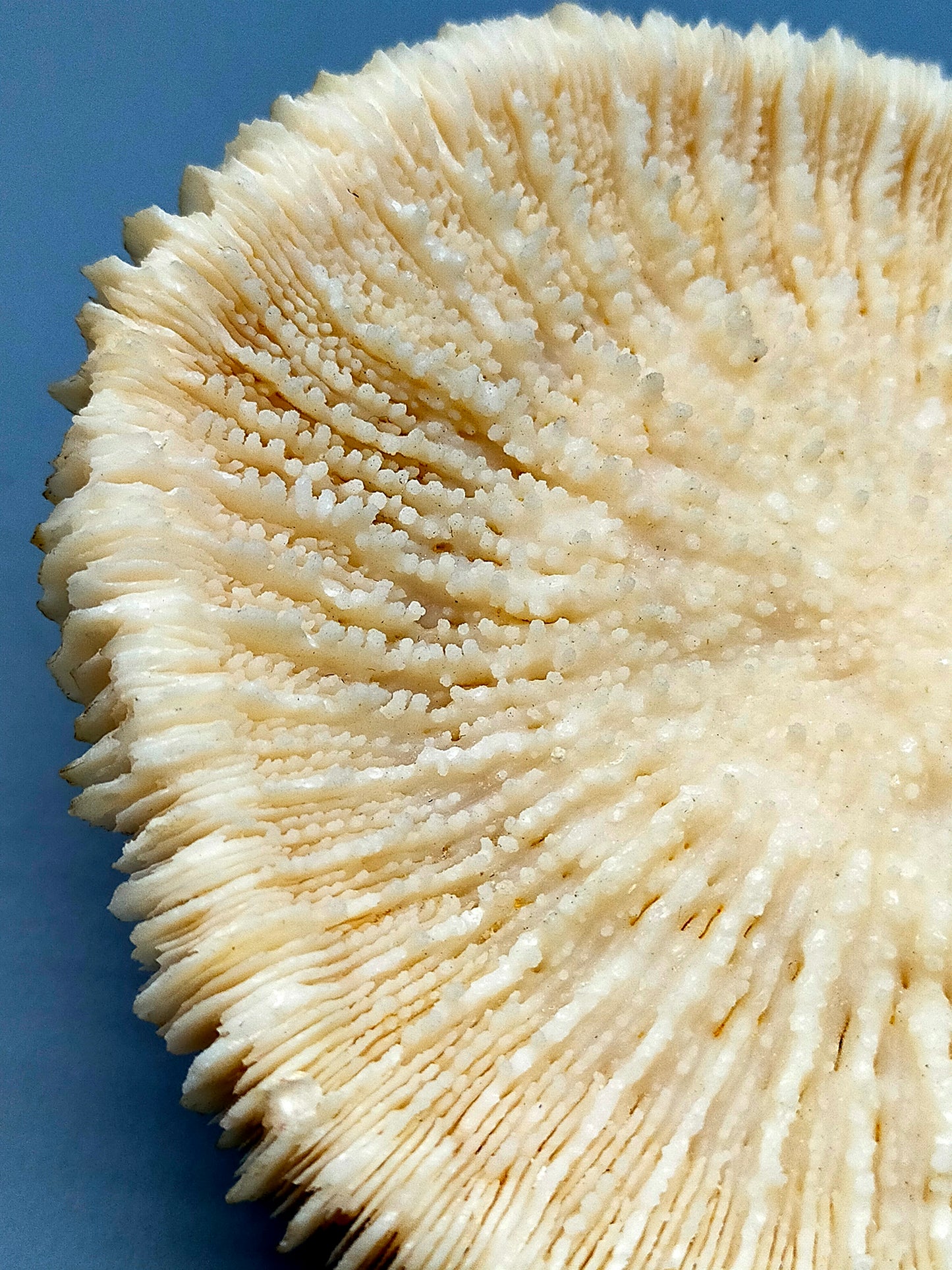 Faszinierende Pilzkoralle Fungia Naturdeko mit Lamellen Struktur