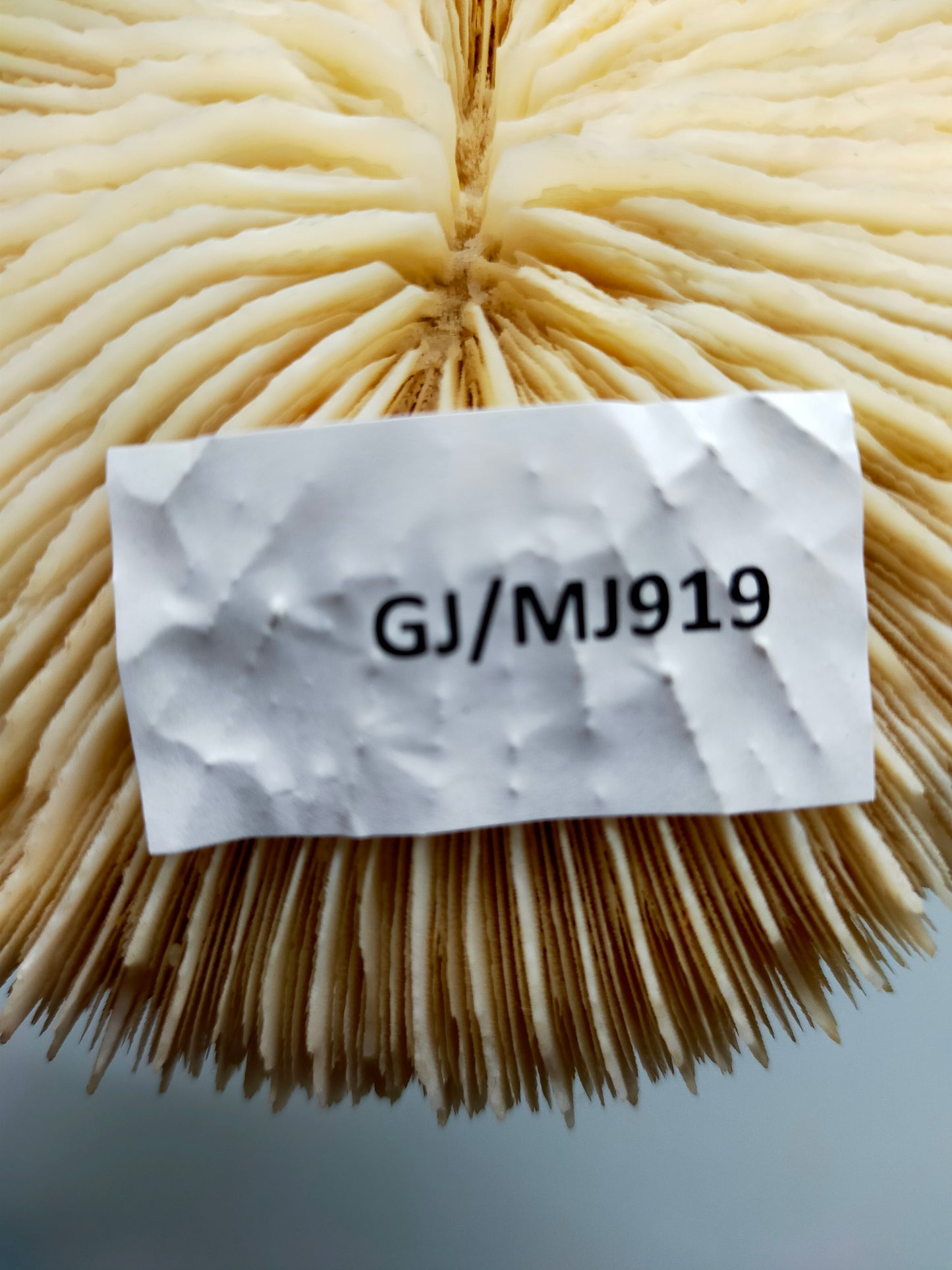 Faszinierende Pilzkoralle Fungia Naturdeko mit Lamellen Struktur