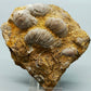 Fossile Muscheln Beeindruckendes Natur Kunstwerk