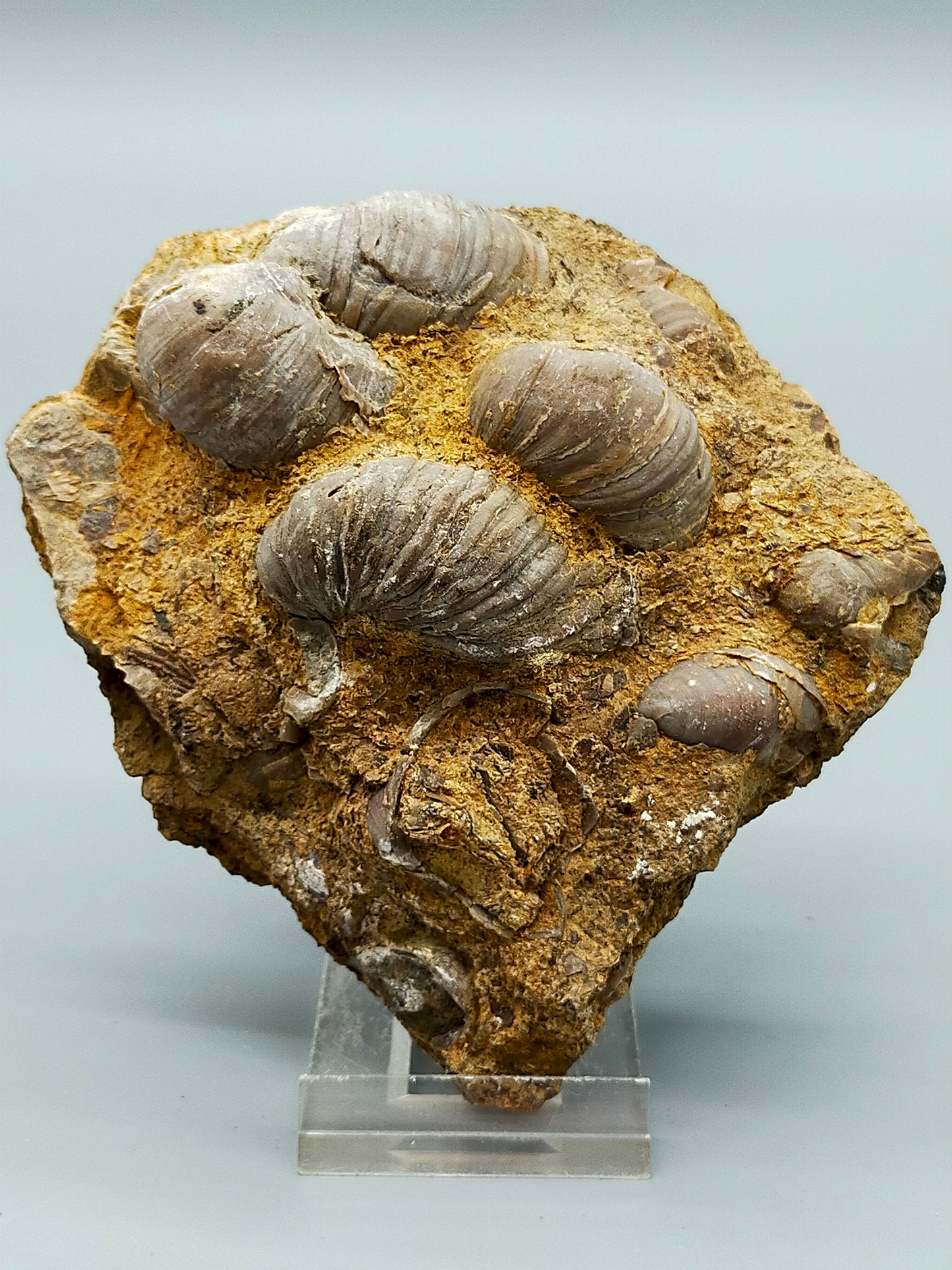 Fossile Muscheln Beeindruckendes Natur Kunstwerk
