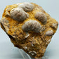 Fossile Muscheln Beeindruckendes Natur Kunstwerk