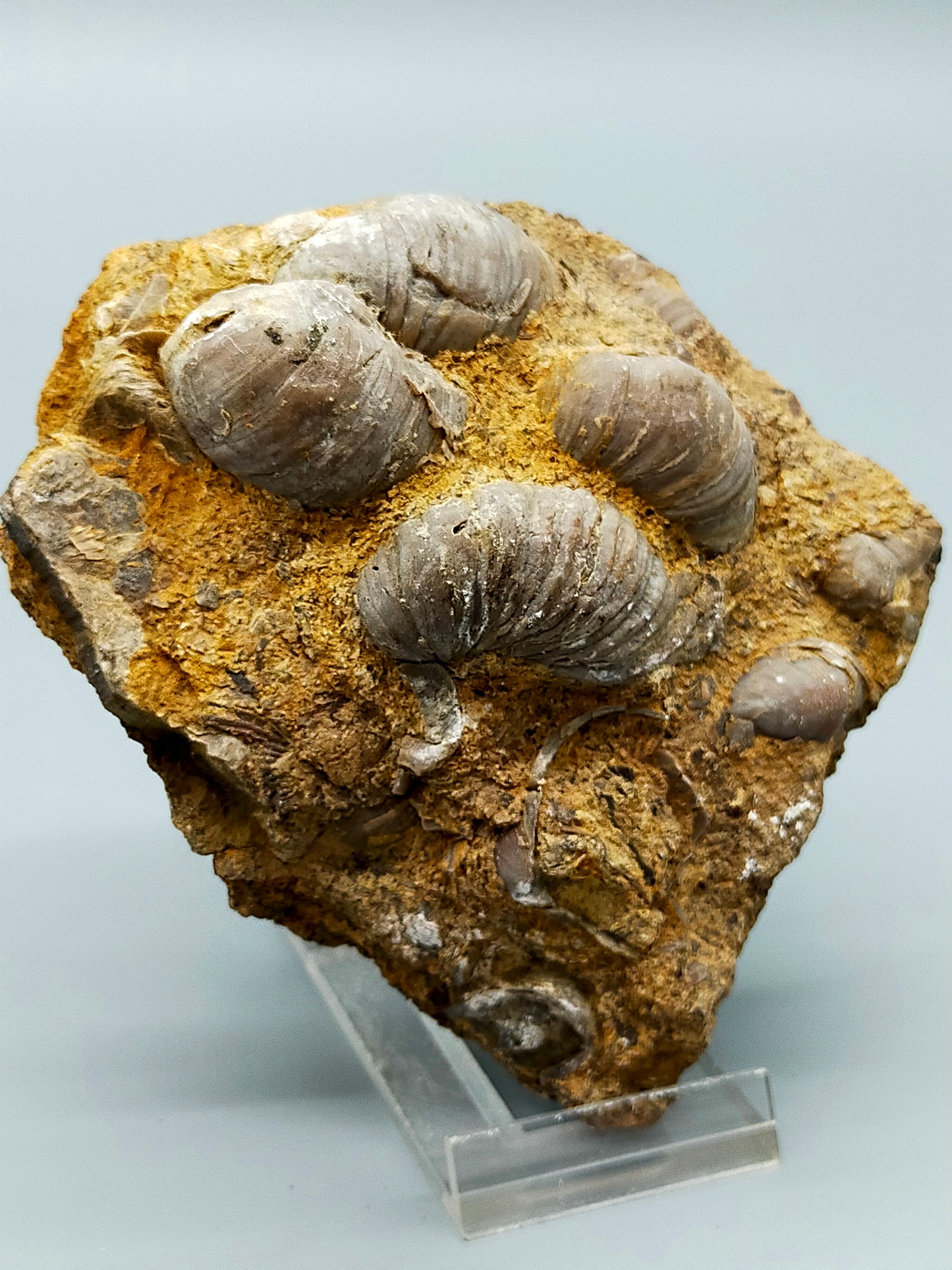 Fossile Muscheln Beeindruckendes Natur Kunstwerk