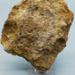 Fossile Muscheln Beeindruckendes Natur Kunstwerk