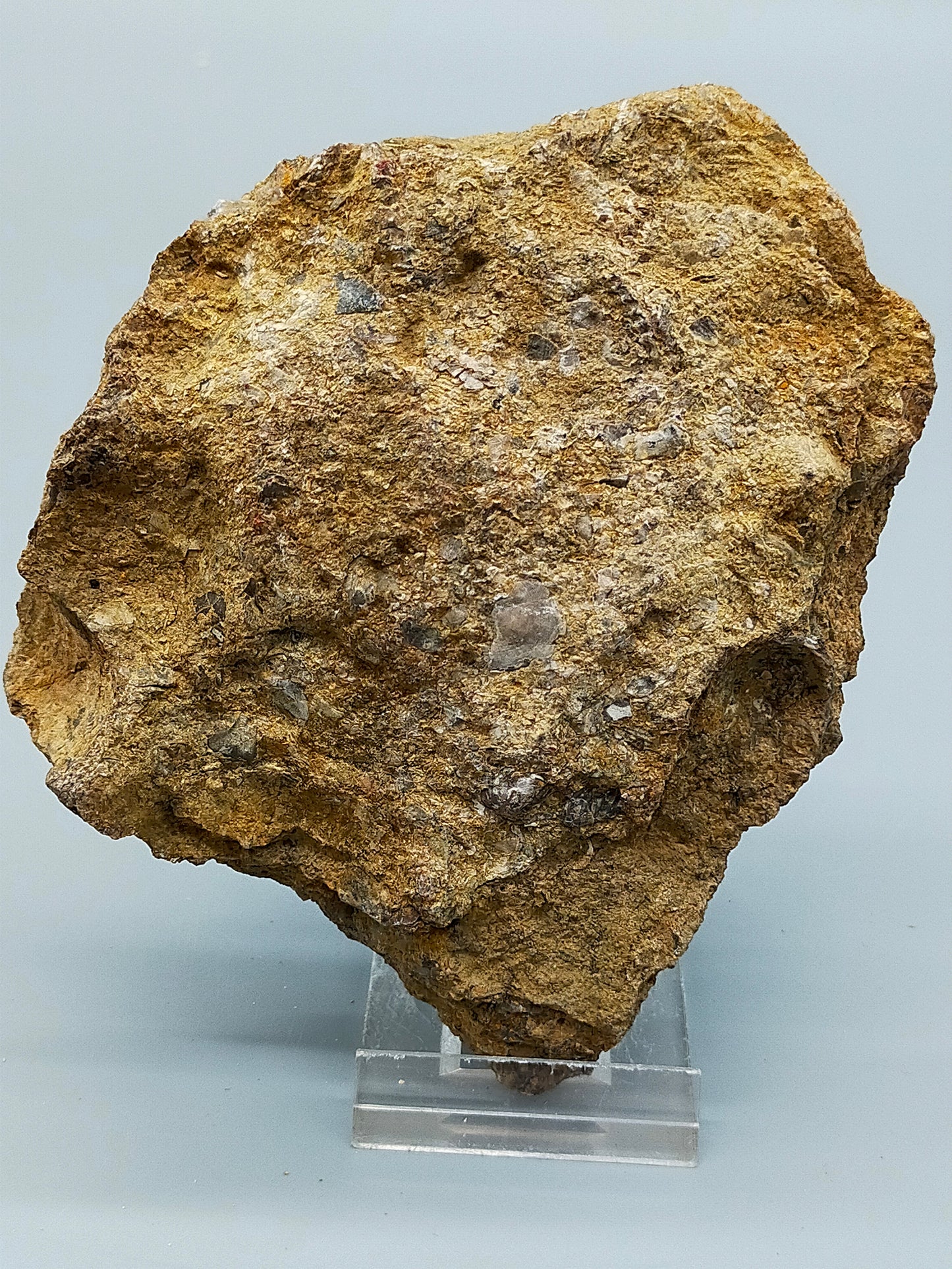 Fossile Muscheln Beeindruckendes Natur Kunstwerk