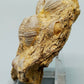 Fossile Muscheln Beeindruckendes Natur Kunstwerk