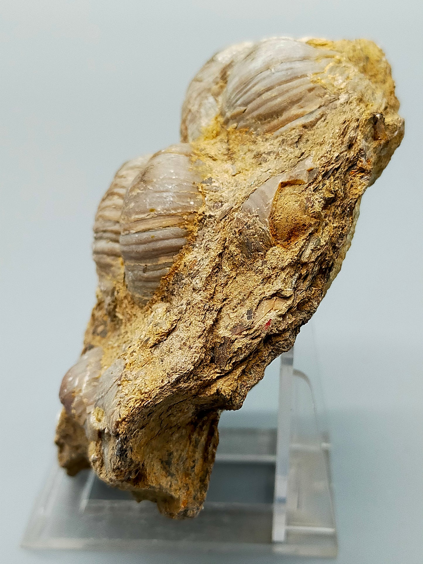 Fossile Muscheln Beeindruckendes Natur Kunstwerk