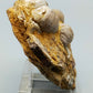 Fossile Muscheln Beeindruckendes Natur Kunstwerk