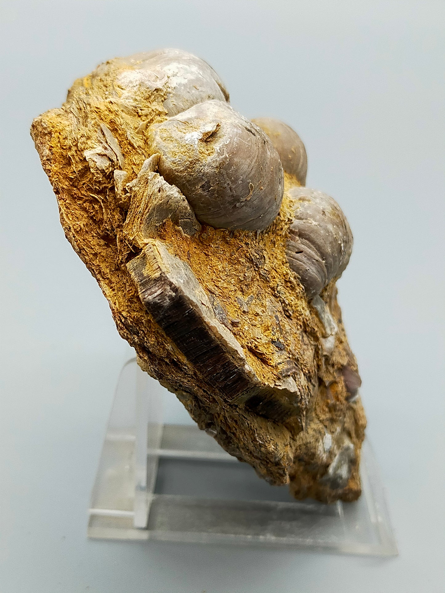 Fossile Muscheln Beeindruckendes Natur Kunstwerk