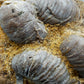 Fossile Muscheln Beeindruckendes Natur Kunstwerk