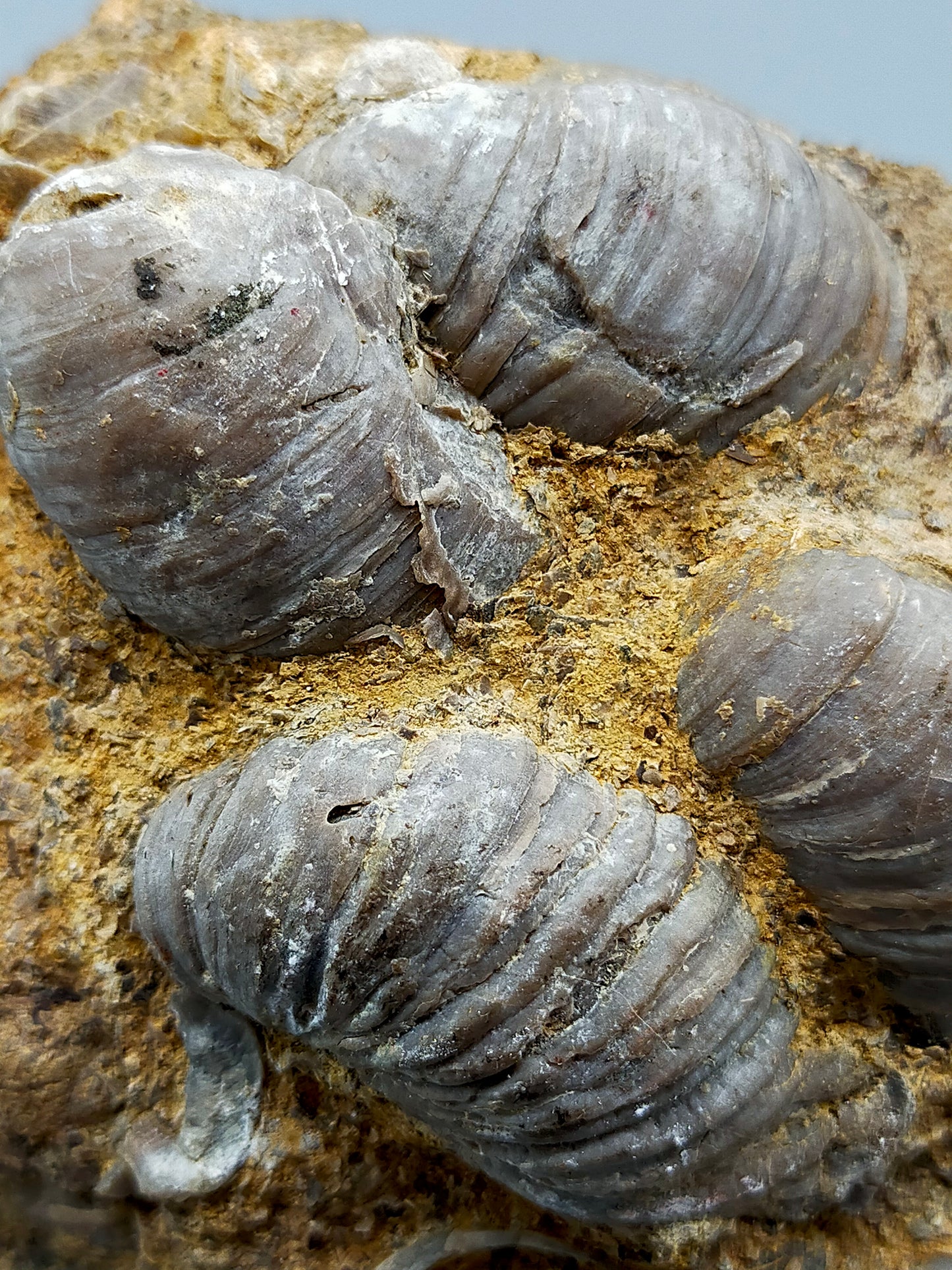 Fossile Muscheln Beeindruckendes Natur Kunstwerk
