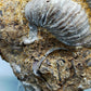 Fossile Muscheln Beeindruckendes Natur Kunstwerk