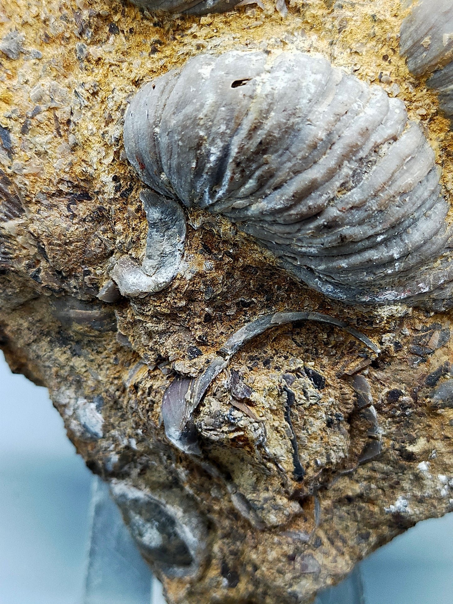 Fossile Muscheln Beeindruckendes Natur Kunstwerk