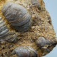 Fossile Muscheln Beeindruckendes Natur Kunstwerk