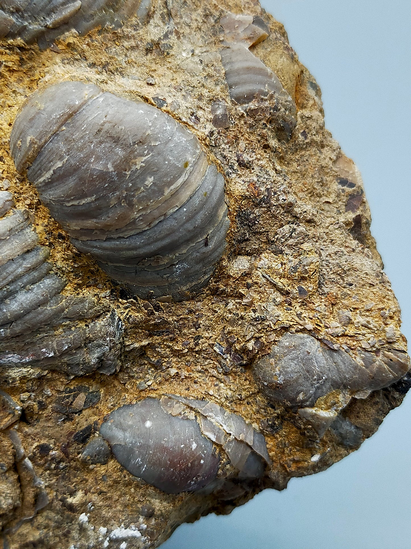 Fossile Muscheln Beeindruckendes Natur Kunstwerk