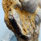 Fossile Muscheln Beeindruckendes Natur Kunstwerk