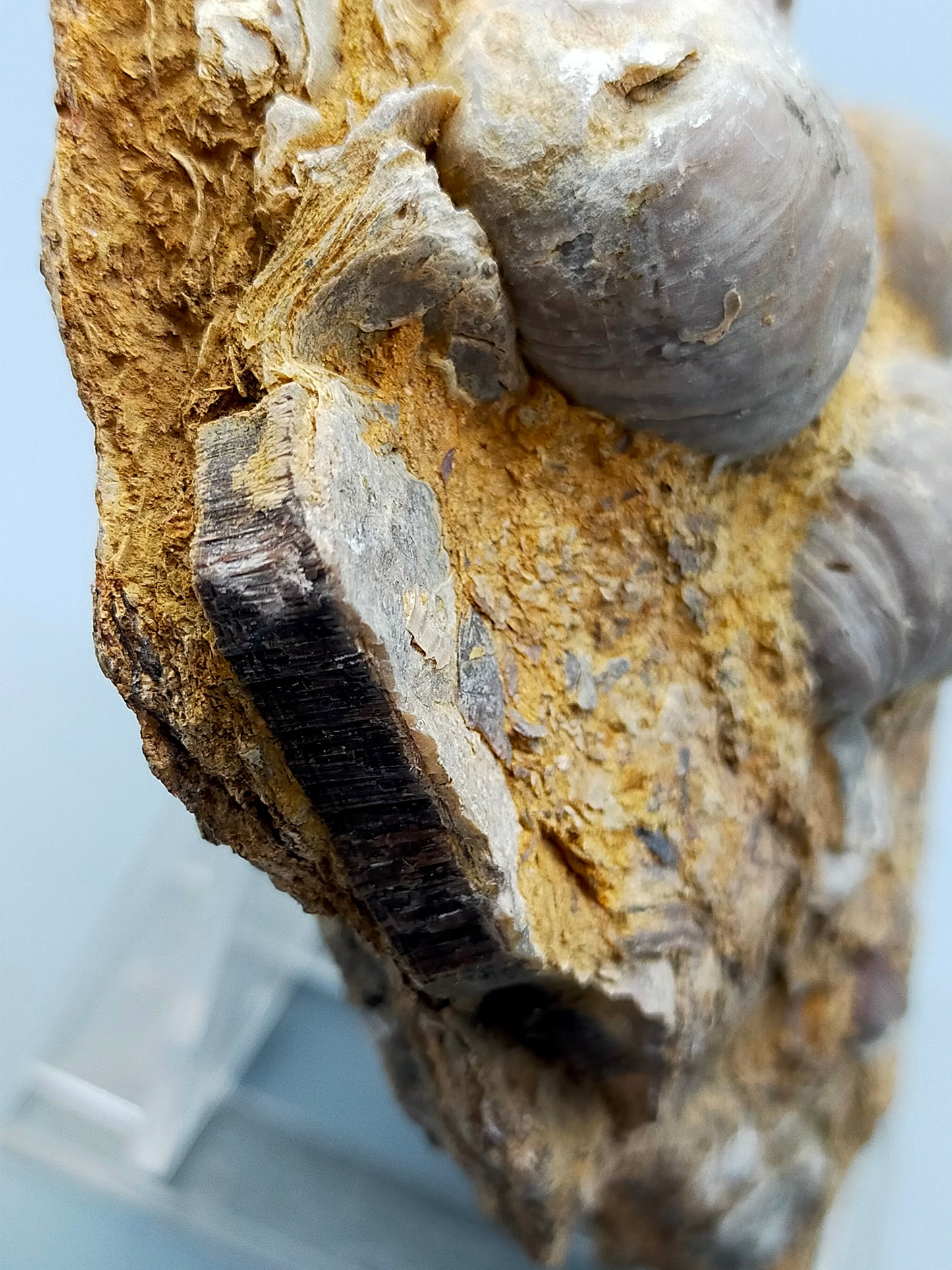 Fossile Muscheln Beeindruckendes Natur Kunstwerk