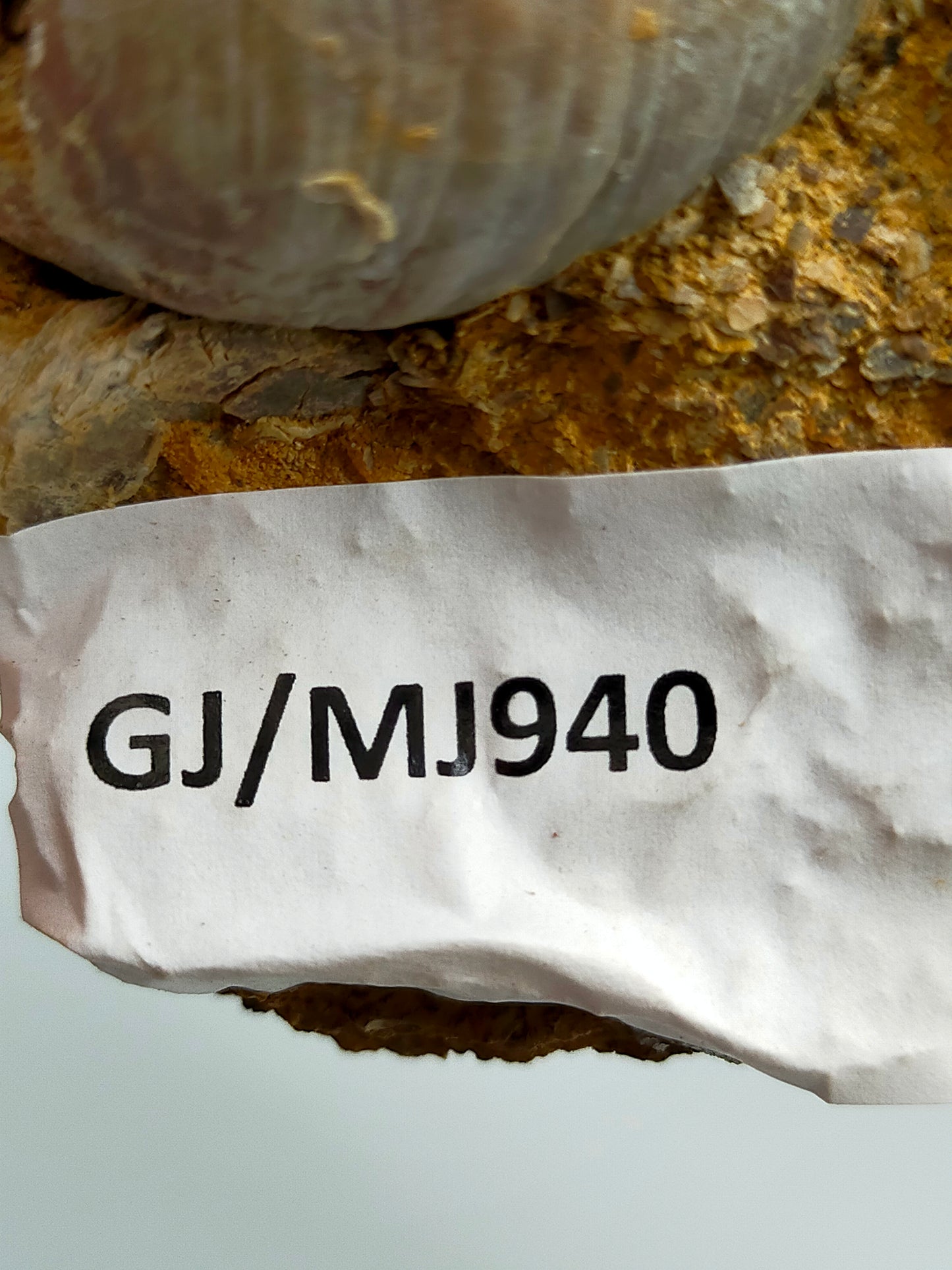 Fossile Muscheln Beeindruckendes Natur Kunstwerk