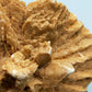 Faszinierende Wüstenrose Einzigartiges aus Mexico Sahara