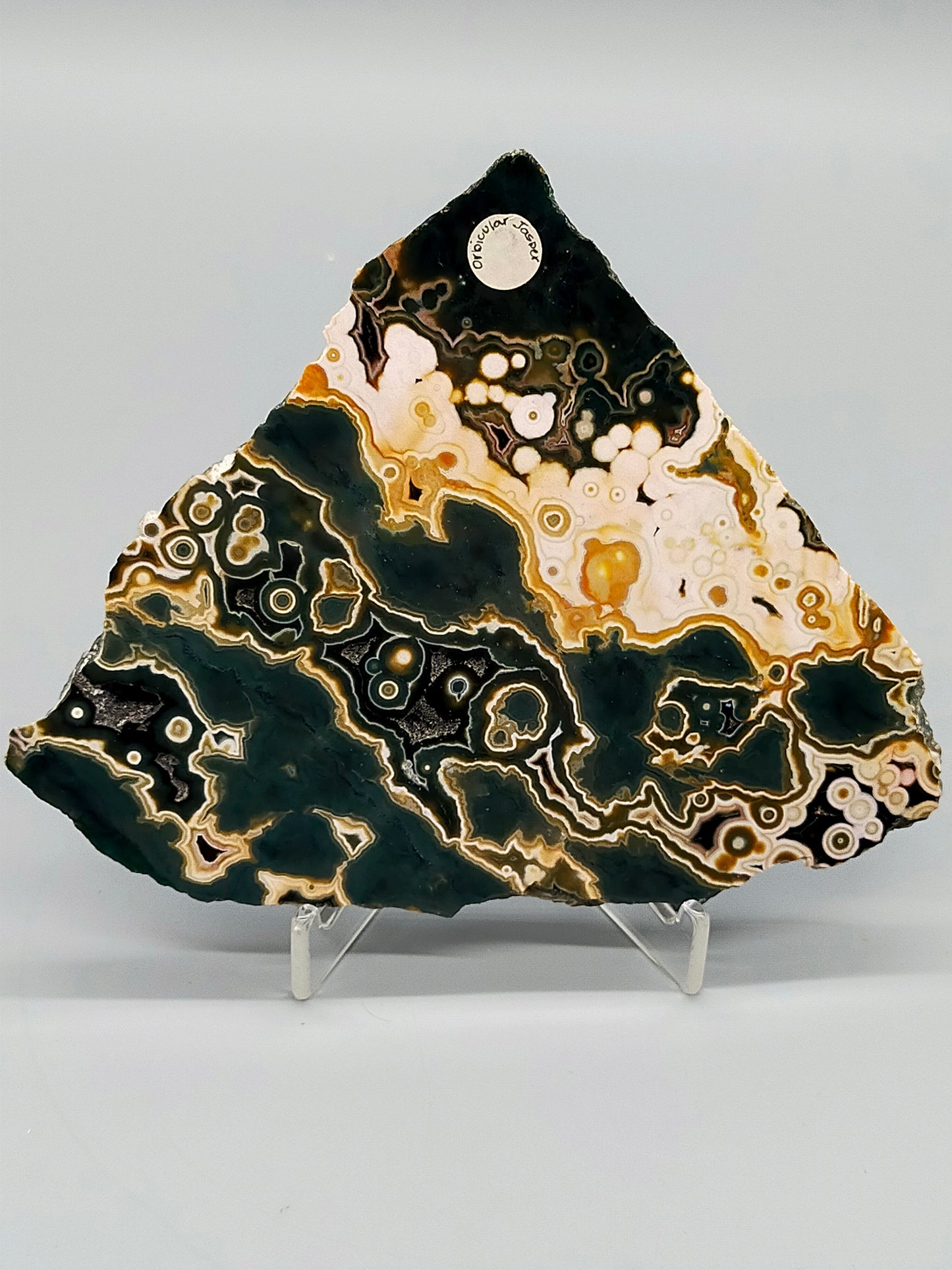 Faszinierender Ozean Jaspis Anschliff Farbintensiver Orbicular Jasper