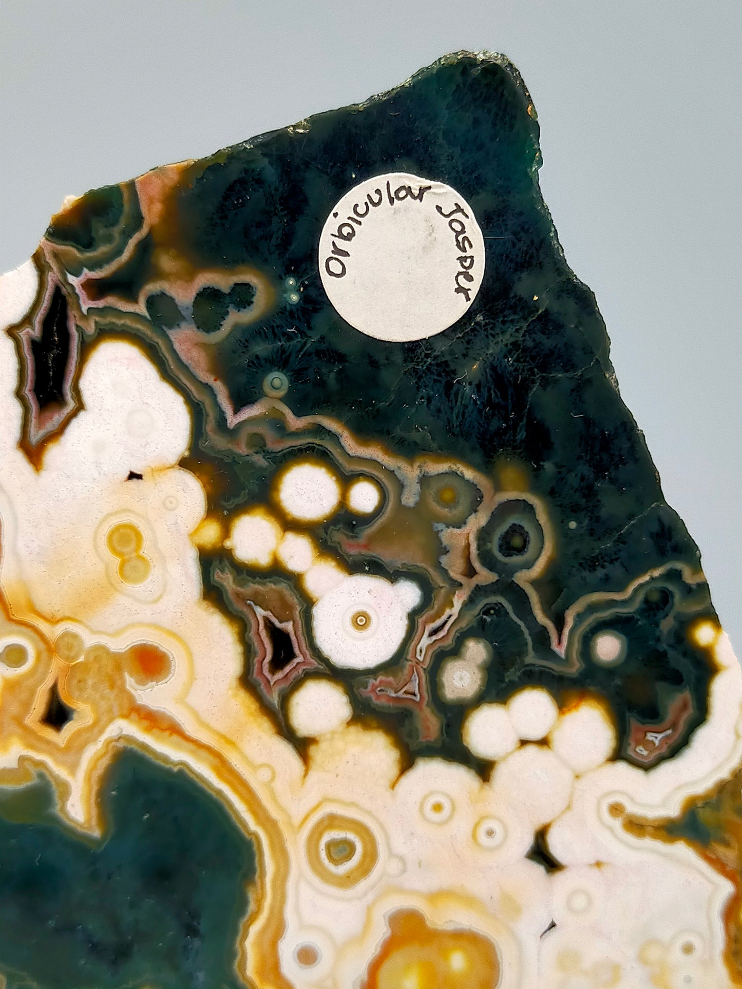 Faszinierender Ozean Jaspis Anschliff Farbintensiver Orbicular Jasper