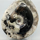 Polierter Goniatit Ammonit Fossil aus Marokko