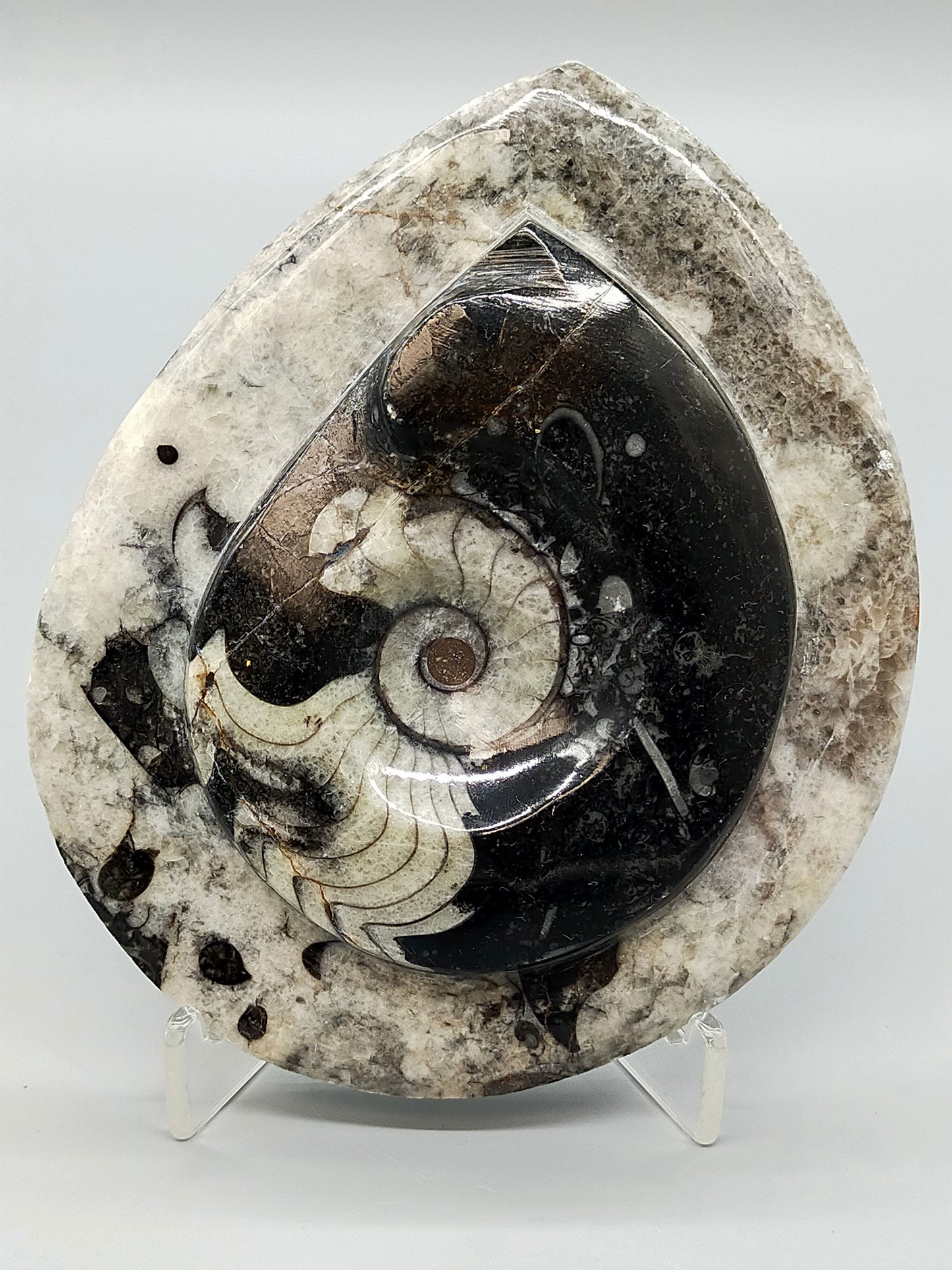 Polierter Goniatit Ammonit Fossil aus Marokko