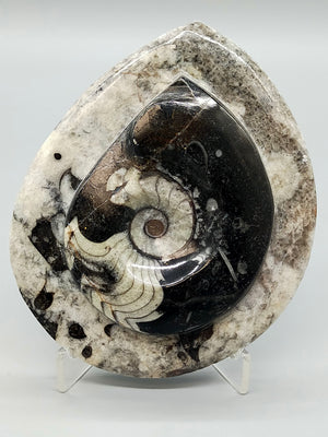 Polierter Goniatit Ammonit Fossil aus Marokko