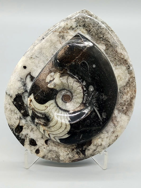 Polierter Goniatit Ammonit Fossil aus Marokko